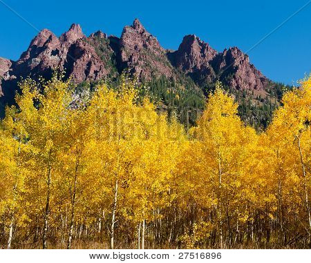 Aspen de Colorado