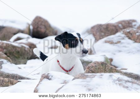 Jack Russell Terrier.the Dog Walks On A Deserted Stone Beach. Mental Health Of A Lonely Dog