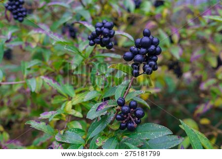 Ornamental Shrubs With Dark Blue-black Berries. Wolf Berries. Autumn Landscape