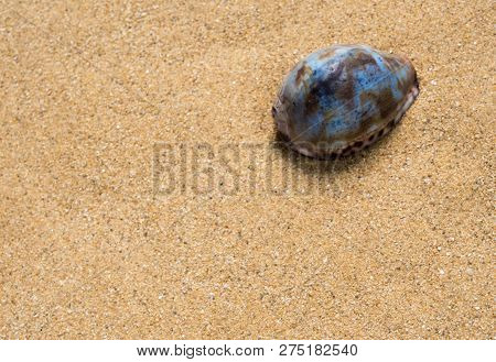Dried Monetaria Moneta Shell On The Sand