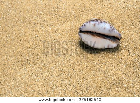 Dried Monetaria Moneta Shell On The Sand