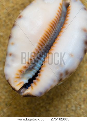 Dried Monetaria Moneta Shell On The Sand