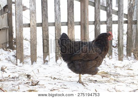 Black Chicken On A Winter Snowy Rural Yard
