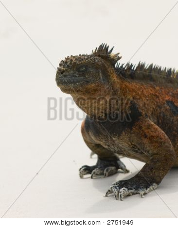 Beach deniz Iguana