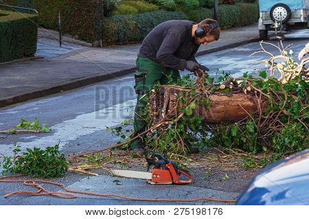 Forestry Worker Sawing A Tree Trunk With A Chainsaw And Professional Tool.