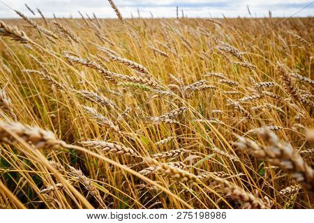 Сereal Fields.
Spikelets In The Field, Cereal Fields.