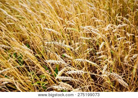 Сereal Fields.
Spikelets In The Field, Cereal Fields.