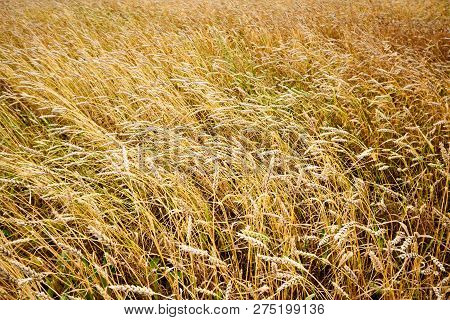 Сereal Fields.
Spikelets In The Field, Cereal Fields.