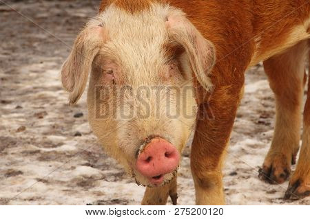 A Closeup Of A Hereford Hog Showing His White Face They Are 
 Colored Like A Hereford Cow.