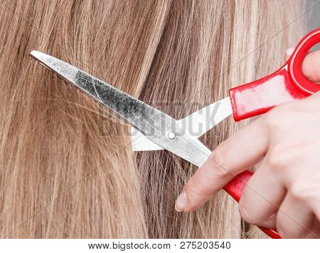 Professional And Perfect Image Change. Close Up Of Red Big Scissors Cutting Blonde Straight Long Smo