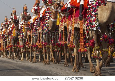 New Delhi, India - January 23, 2008: Soldiers Of The Indian Border Security Force Riding Their Camel