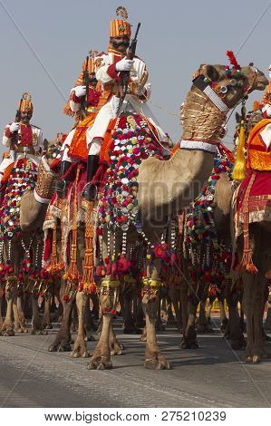 New Delhi, India - January 23, 2008: Soldiers Of The Indian Border Security Force Riding Their Camel