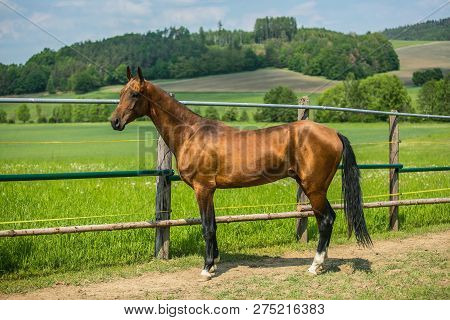 Young aristocratic reddish brown shiny stallion of Akhal Teke horse breed from Turkmenistan, standing in a pasture, wooden fence, green grass, hill and field in background