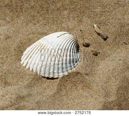 Sabbia di conchiglie
