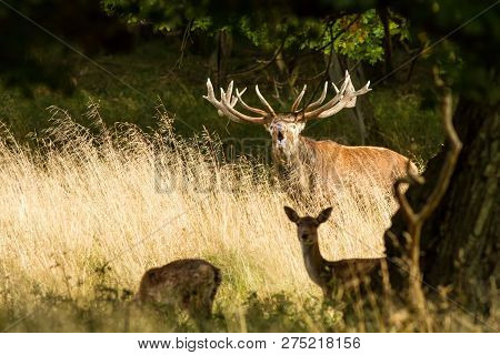 Male Red Deer (cervus Elaphus) With Huge Antlers During Mating Season In Denmark, Mating Season, Maj