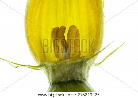 View Of A Dissected Pumpkin Female Flower, Or Pistillate, With Petals, Corolla, Stigma, Style, Ovary