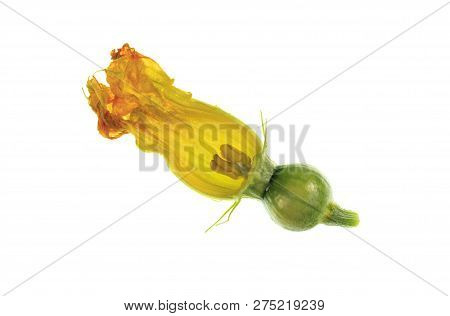 View Of A Dissected Pumpkin Female Flower, Or Pistillate, With Petals, Corolla, Stigma, Style, Ovary