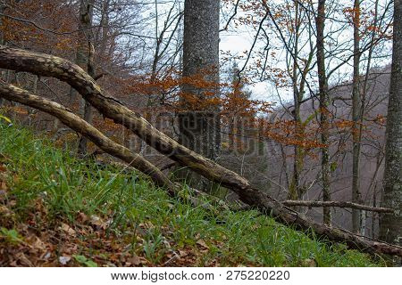 Focus In Tree On Wood, Plitvice Croatia