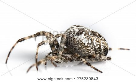 Araneidae Garden Spider On The Black Background Close Up