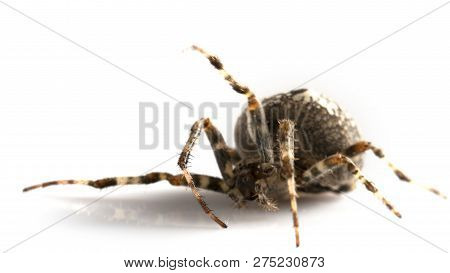 Araneidae Garden Spider On The Black Background Close Up