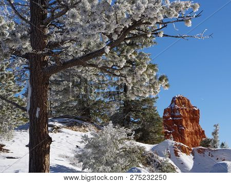 Pine Tree Boughs With Frost Gleaming In The Sunlight In The High Elevated Red Rock Country