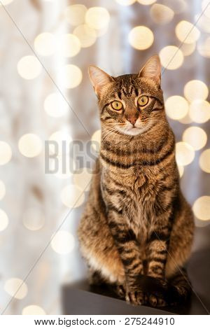 Portrait Of Bengal Young Cat Seating Against Fairy Lights Bokeh Festive Card Template