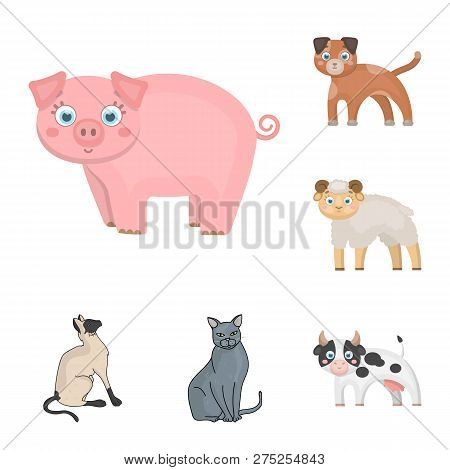 Vector Illustration Of Animal And Habitat Sign. Set Of Animal And Farm Stock Vector Illustration.