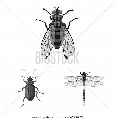 Vector Illustration Of Insect And Fly Icon. Collection Of Insect And Element Stock Vector Illustrati