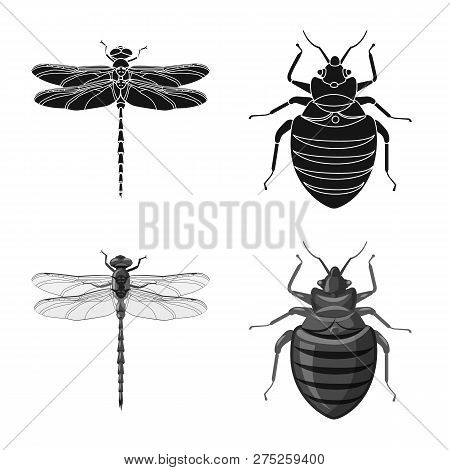 Vector Design Of Insect And Fly Logo. Set Of Insect And Element Stock Vector Illustration.