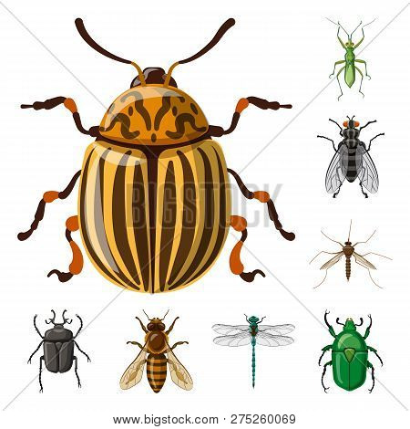 Vector Illustration Of Insect And Fly Logo. Set Of Insect And Element Vector Icon For Stock.