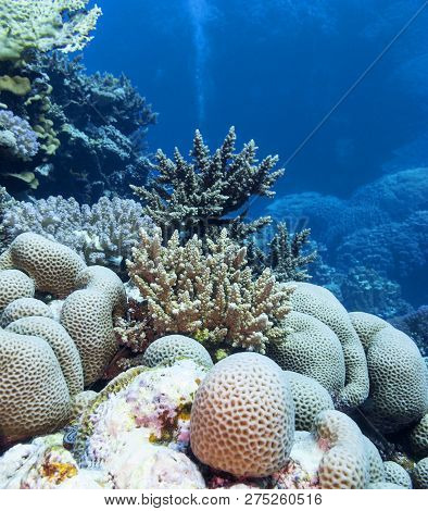 Colorful Coral Reef At The Bottom Of Tropical Sea, Great Favites Coral, Underwater Landscape