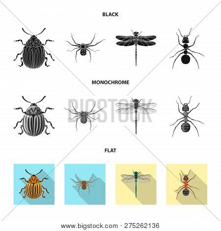 Isolated Object Of Insect And Fly Sign. Collection Of Insect And Element Vector Icon For Stock.