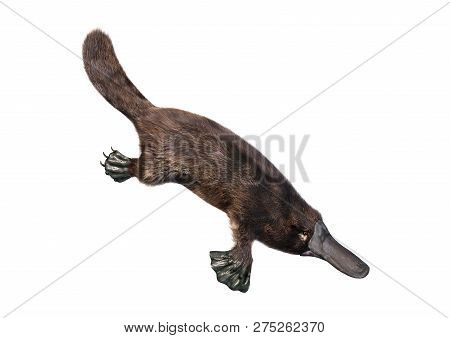 3D Rendering Platypus On White