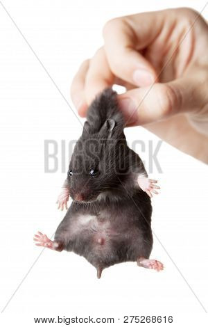 Hamster In Hand. Hamster Hold The Scruff.