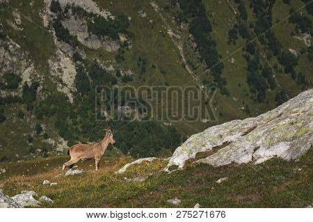 Horned Goat Male Alpine Capra Ibex On The High Rocks Stone In Dombay Mountains. North Caucasus. Russ