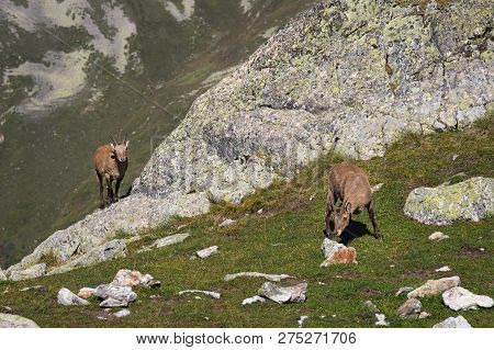 Young Female Alpine Capra Ibex With A Cub Looking At The Camera And Standing On The High Rocks Stone