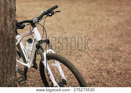 White And Rose Bicycle Settled To The Tree In The Park. Outdoors, Lovely Autumn/fall Day Background,