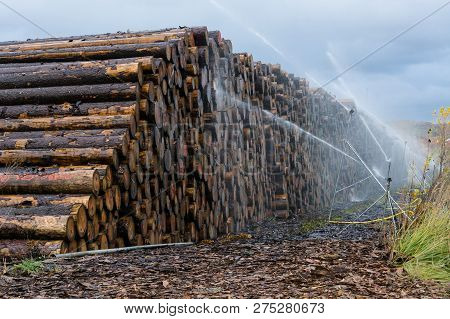 Wood Yard Business. Wood Stacked Outdoors. Concept Forest Industry Environment.
Felled Tree Trunks A