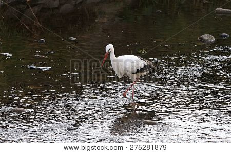 Stork In A River,strasbourg, Alsace, France