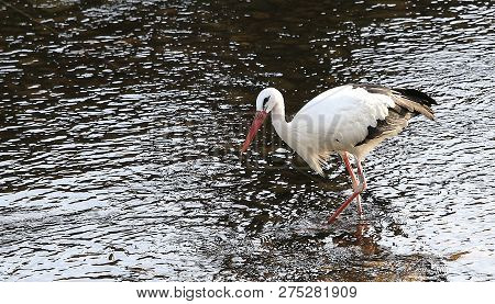 Stork In A River,strasbourg, Alsace, France