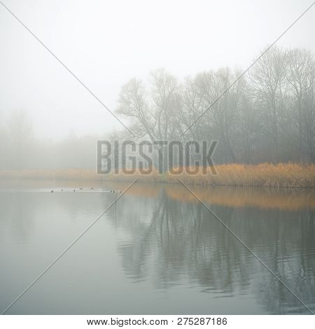 Gloomy Morning River With Reeds And Trees In Mist Fog And Water Surface With Some Ducks Along The Vl