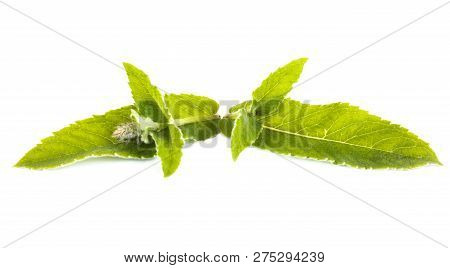 Leaves Of Plant Mint It Is Isolated On A White Background