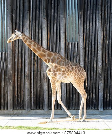 Big Giraffe With Long Neck Walks In The Enclosure Of The Public Zoo