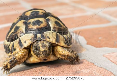Young Steppe Tortoise On The Floor At Home.