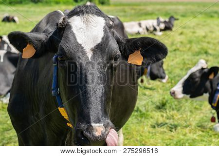 Holstein-friesian Cow Posing For Picture On A Farm.
