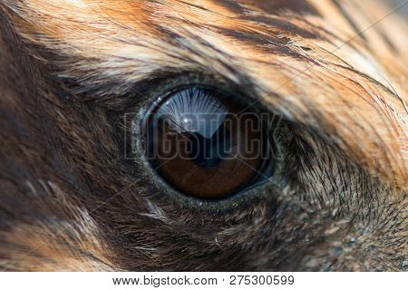 Eagle Eye Close Up Macro Photo Eye Of The Marsh Harrier Circus Eagle Eye Close Up Macro Photo Eye Of The Marsh Harrier Circus