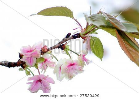 close up Shot der Kirsche blosssom