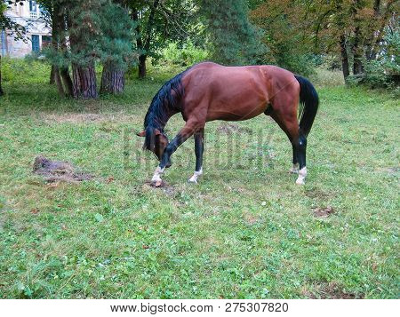 Beautiful Big Brown Horse Scratching His Foot
