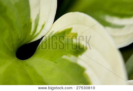 Close up shot di grandi foglie buone per sfondo
