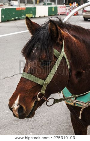 The Head Of A Horse Harnessed To A Carriage For The Transportation Of Tourists. Close Up. Baku, Azer
